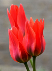 Foråret, påsken og Danmark blomstrer